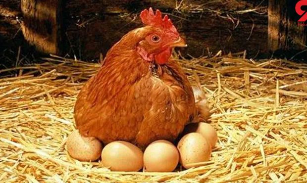 کاهش قیمت مرغ و تخم مرغ در بازار فارس